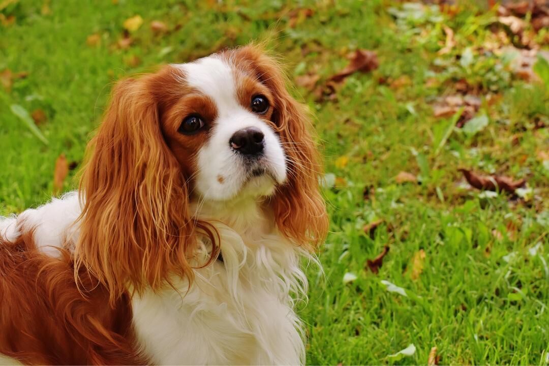 #7. Cavalier King Charles spaniel